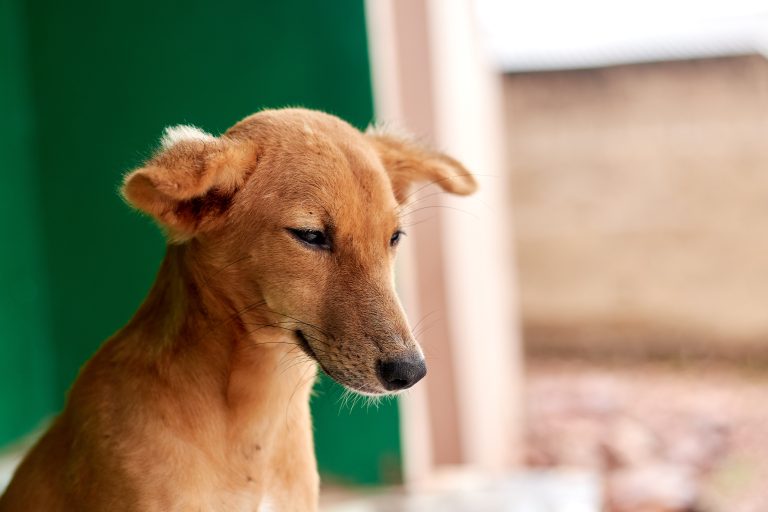 Mi perro cava en el jardín: motivos y soluciones sin castigos