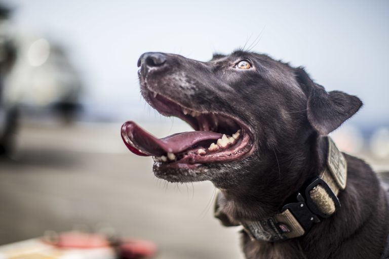 Mi perro se ha atragantado: maniobra de Heimlich canina