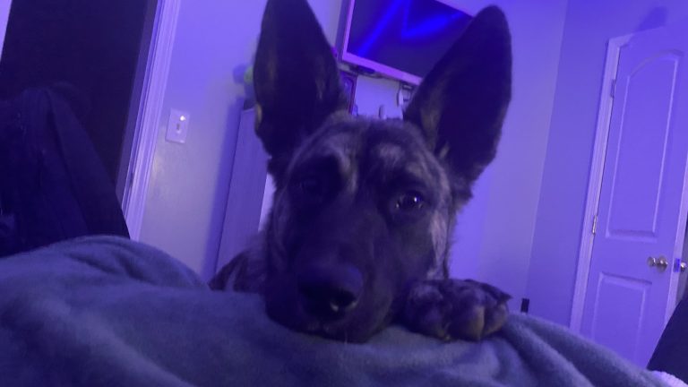 Miedo a petardos y truenos: guía para ayudar a tu perro