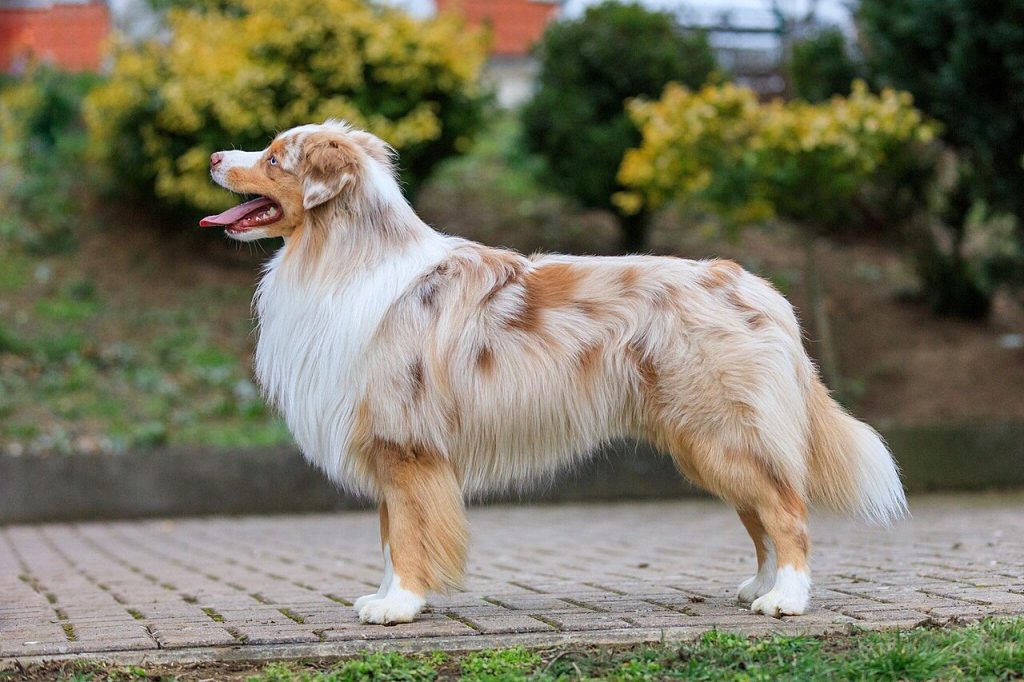 American Shepherd em miniatura