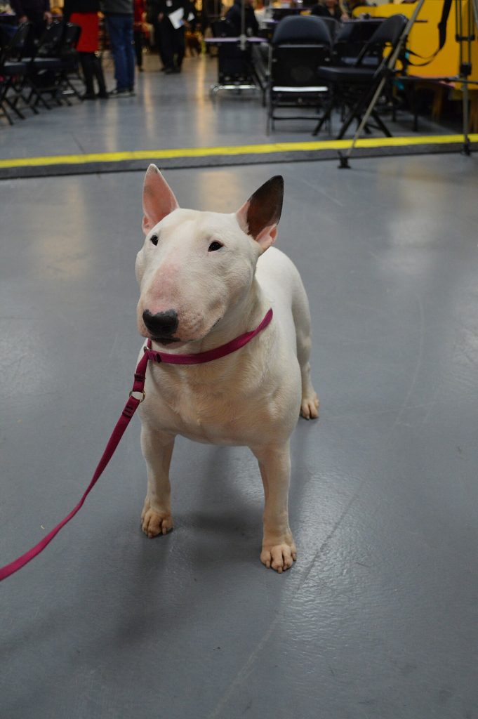 The Miniature Bull Terrier