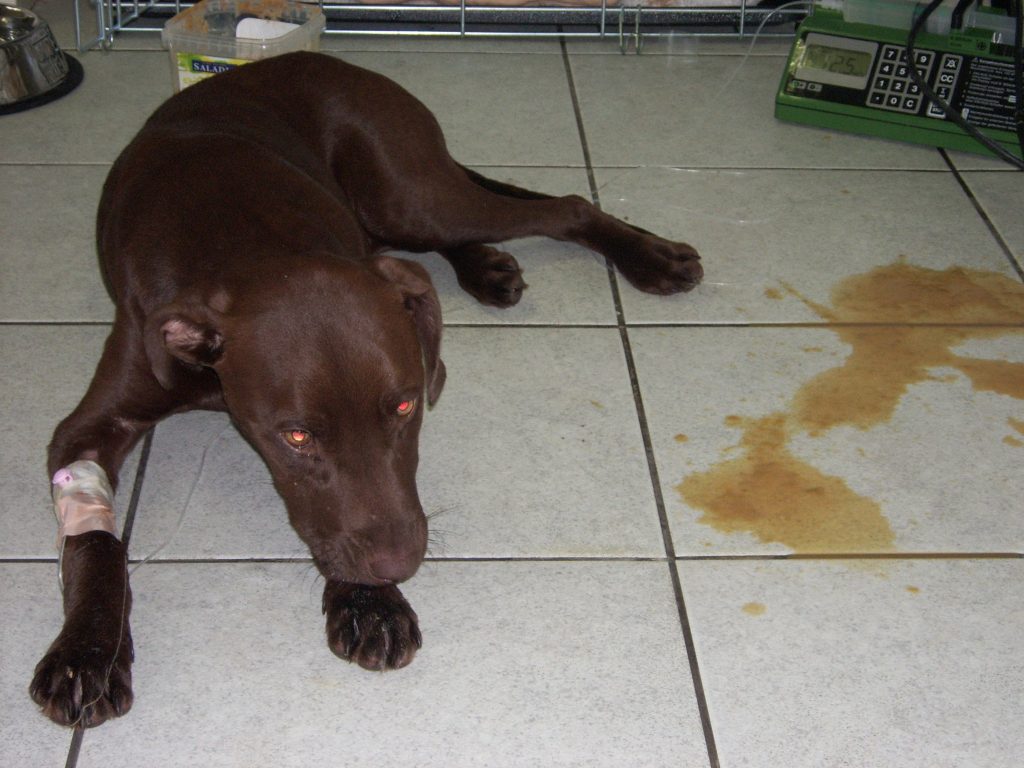 Moquillo canino: síntomas, contagio y prevención