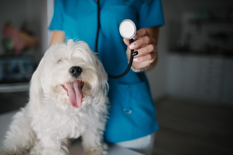 Mordedura de víbora: qué hacer si muerden a tu perro