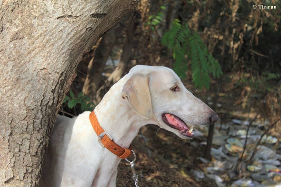 Mudhol Hound