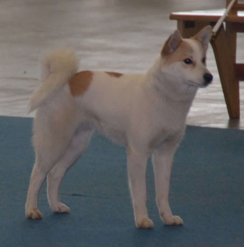 Norrbottenspets