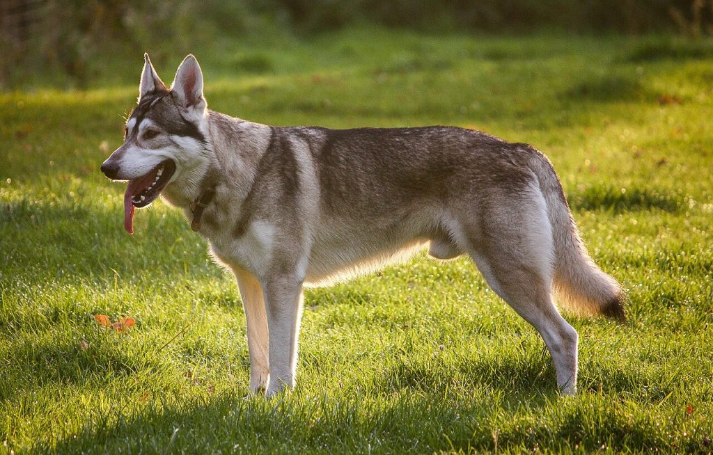 Cão Inuit do Norte