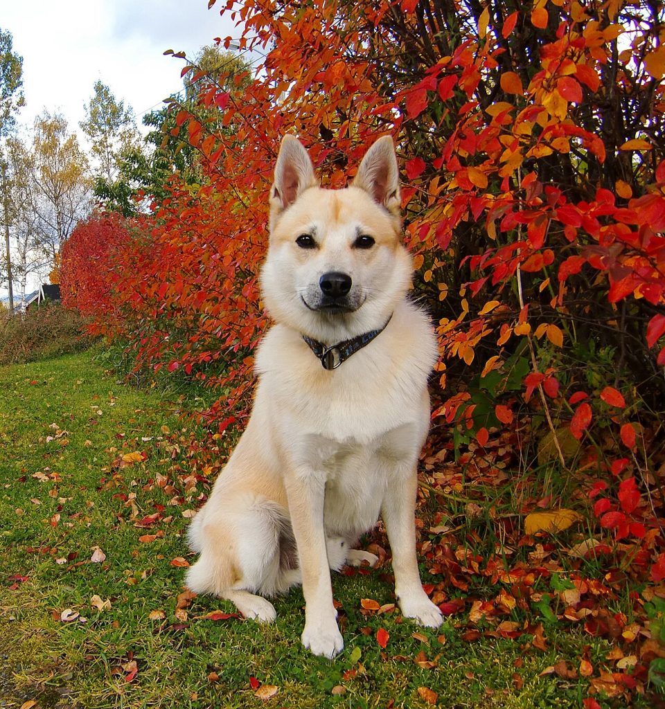 Norwegian Buhund
