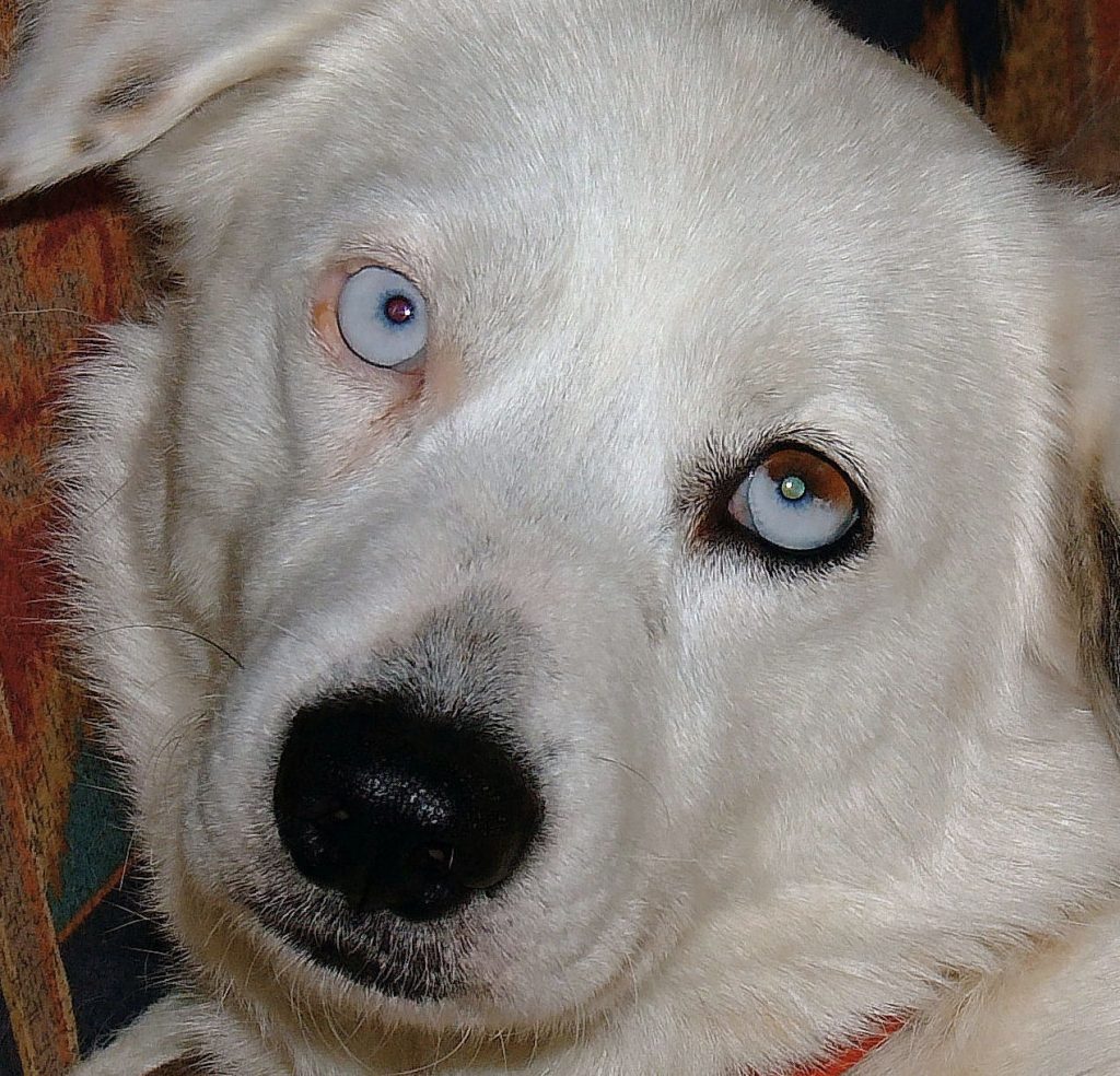 Ojos rojos en perros: causas de menos a más graves