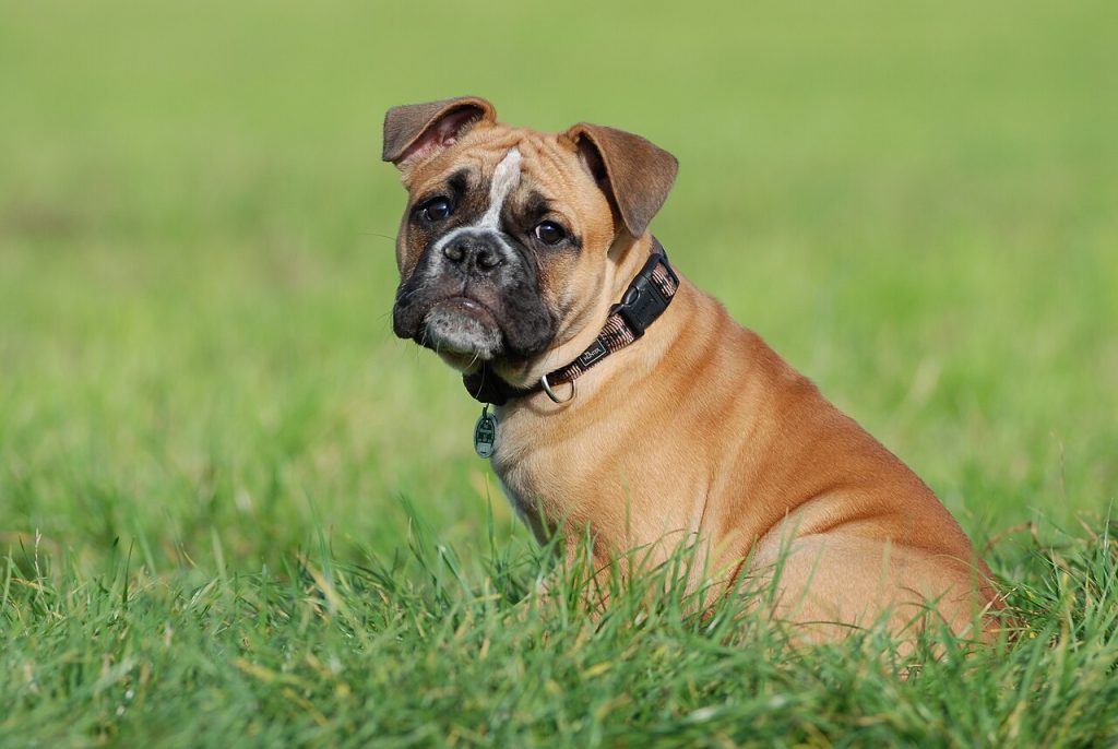 Olde English Bulldogge