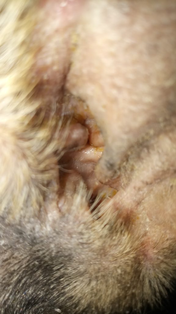 Otitis en perros: cómo detectarla y tratarla a tiempo