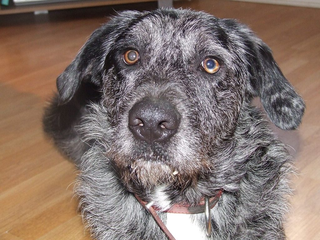 Otterhound