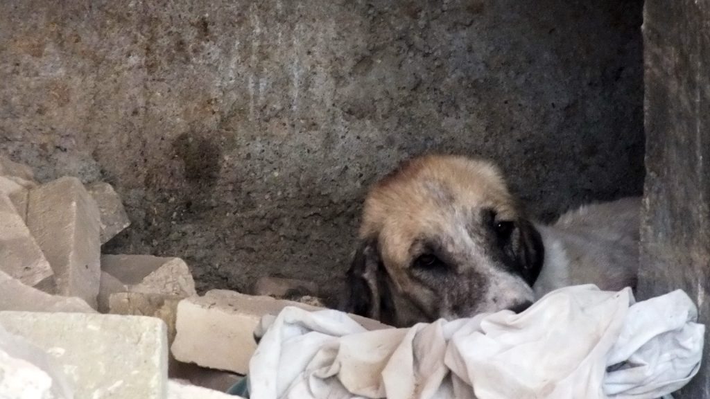 Pancreatitis canina: por qué la grasa puede ser tan peligrosa
