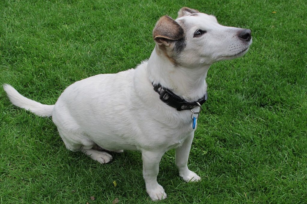 The Parson Russell Terrier