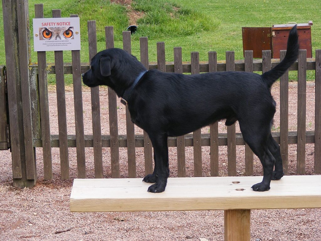 This is a Patterdale Terrier.