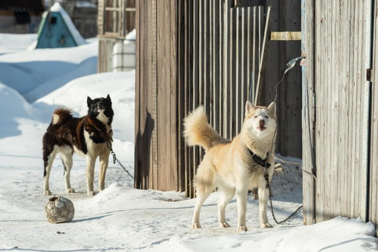 Peleas entre perros de la misma casa: cómo recuperar la paz