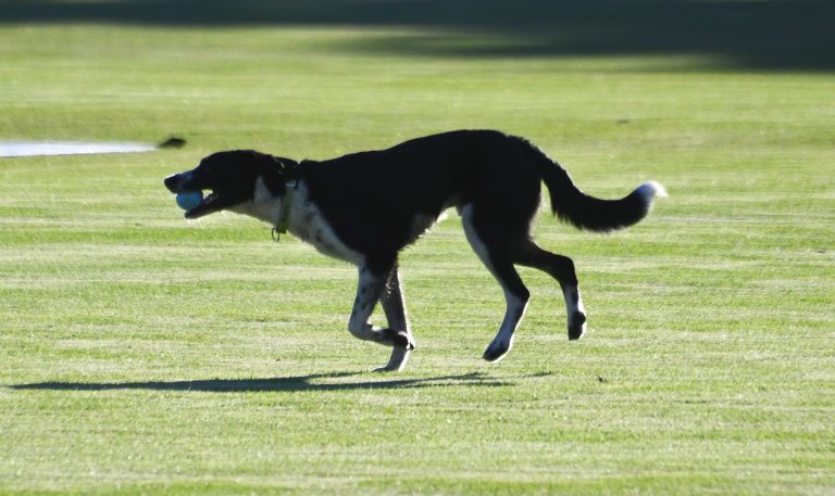 Perro hiperactivo: cómo canalizar toda esa energía