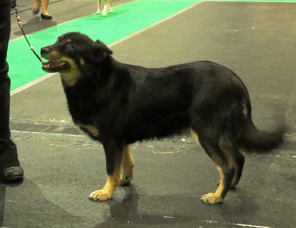 Lapponian Herder