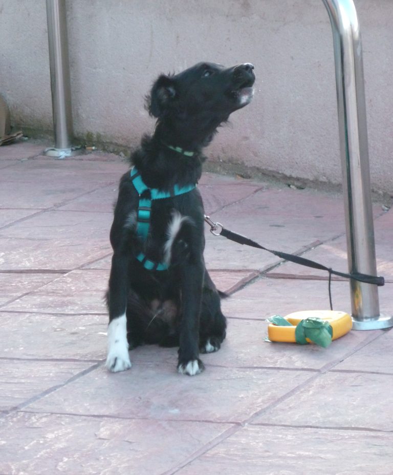 Perro velcro: cuando tu perro no puede estar sin ti