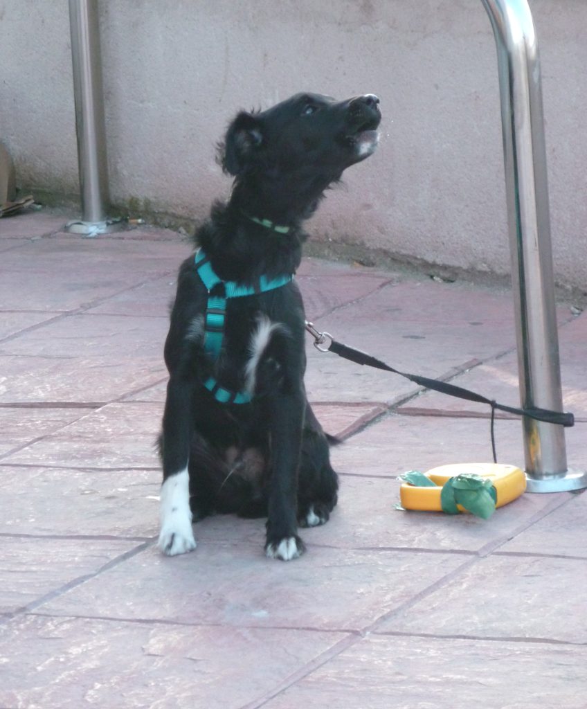 Perro velcro: cuando tu perro no puede estar sin ti