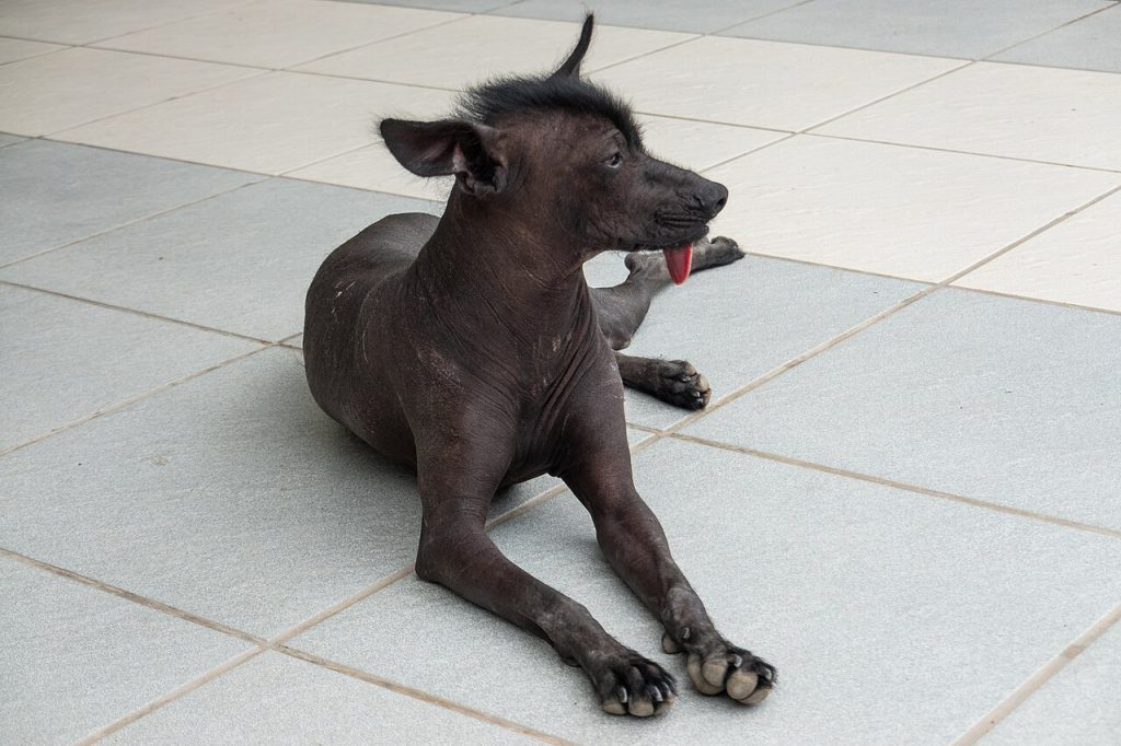 Peruvian Hairless Dog