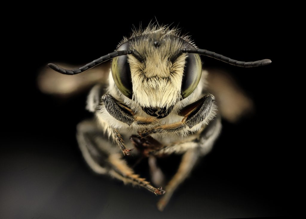 Picaduras de avispas y abejas en perros