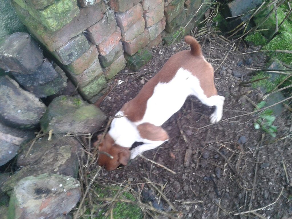 Plummer terrier