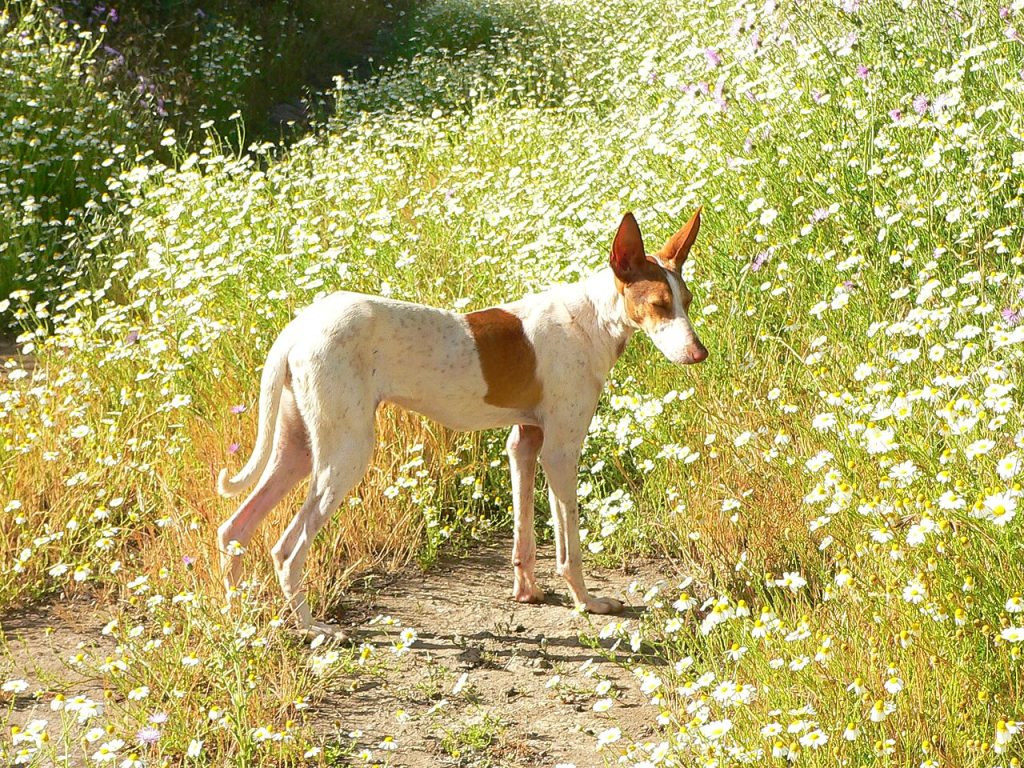 Podenco Canário