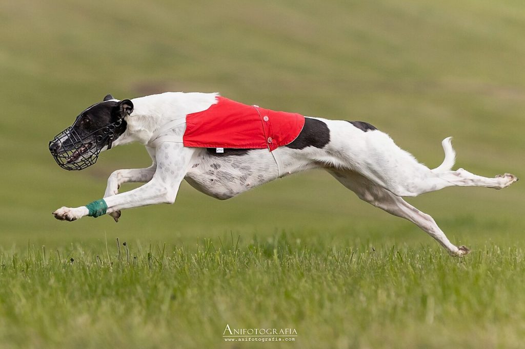 Polish Greyhound