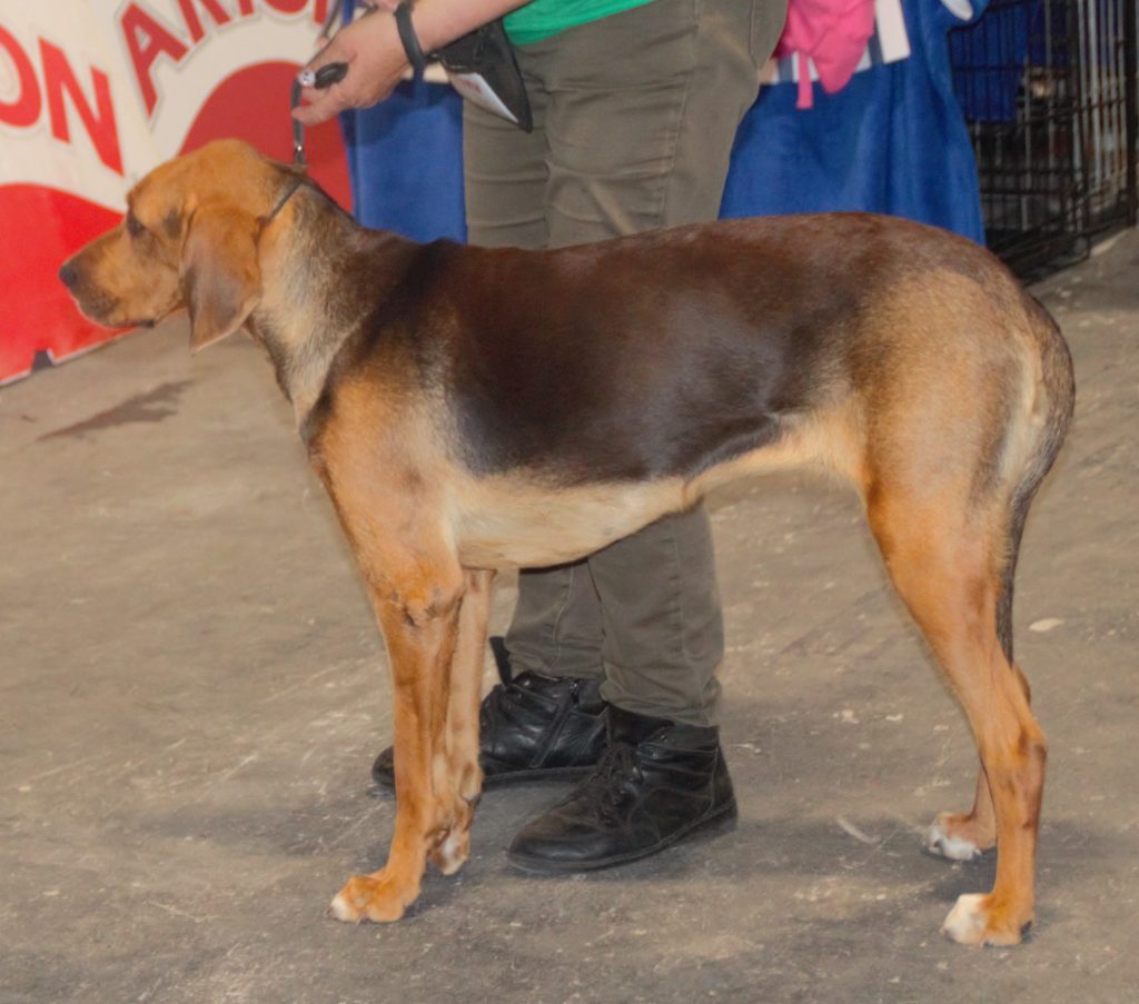 Polish Hound