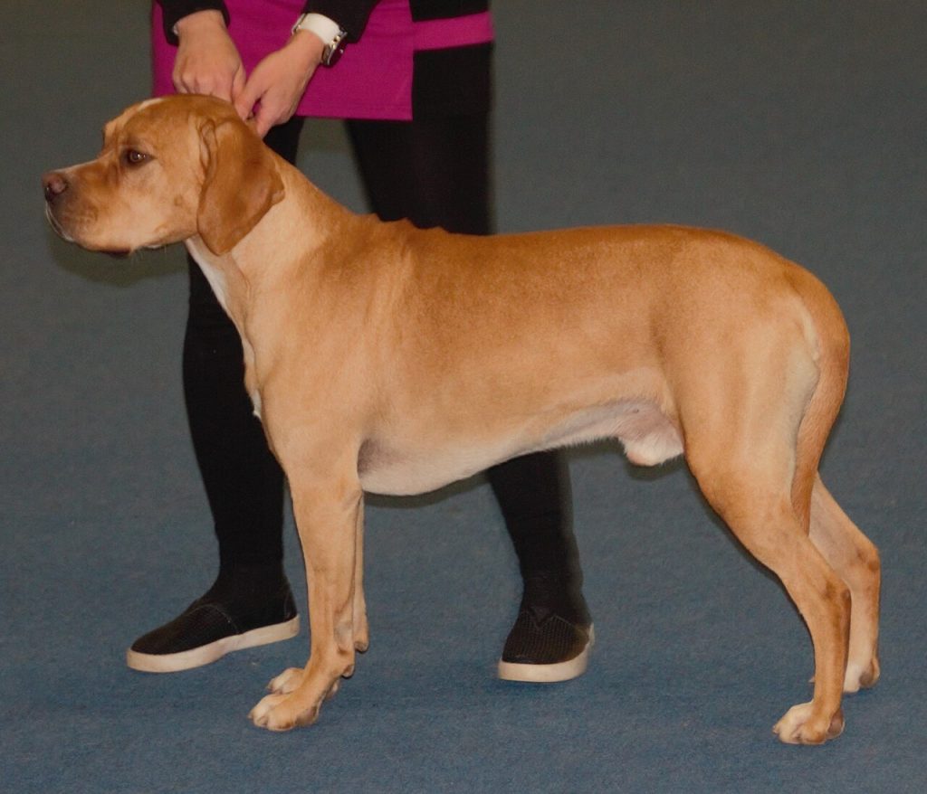 Pointer portugais