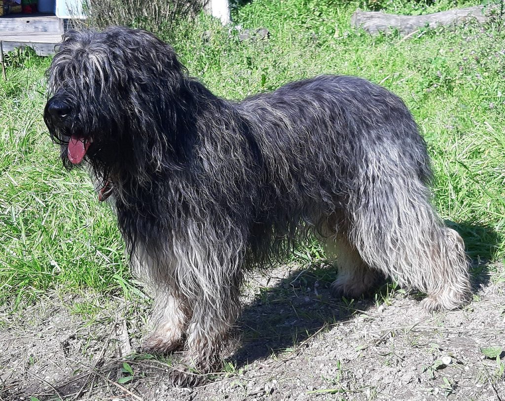 Chien de berger portugais