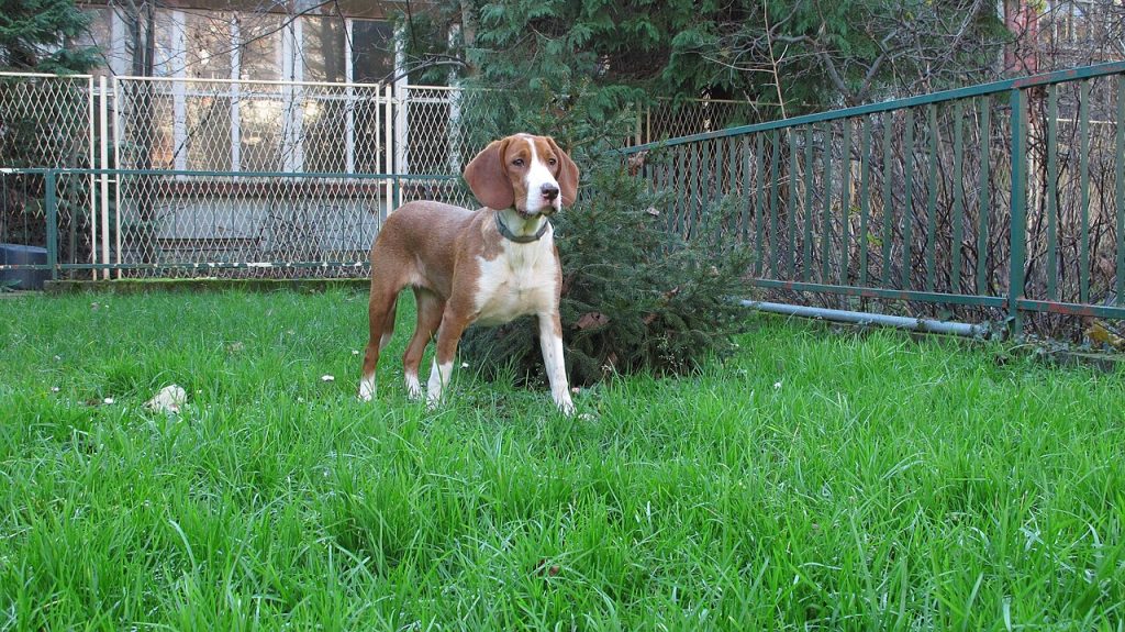 Le Posavac Hound