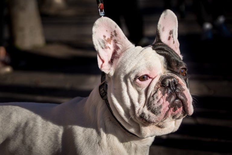Problemas de piel más comunes en perros