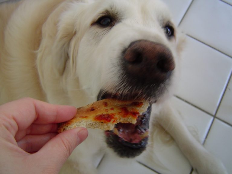 ¿Pueden los perros comer arroz?