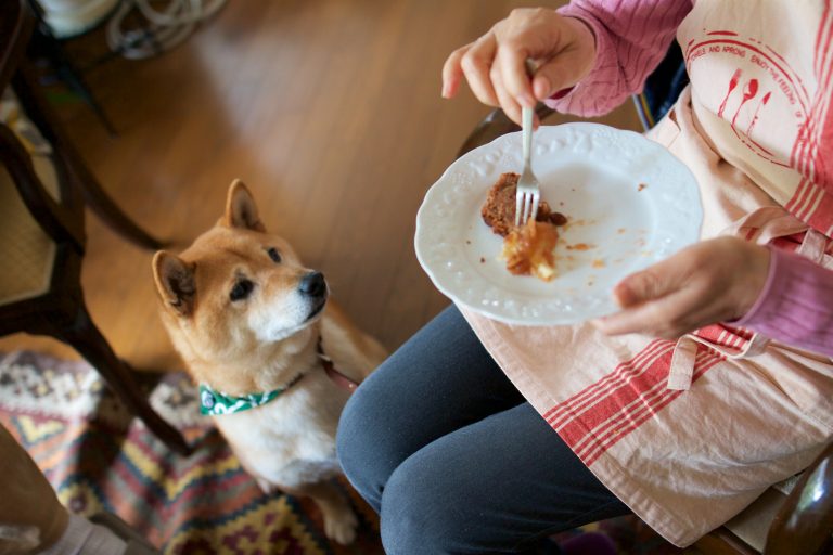 ¿Pueden los perros comer huevo?