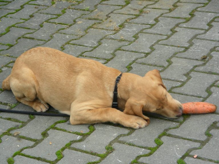 ¿Pueden los perros comer manzana?