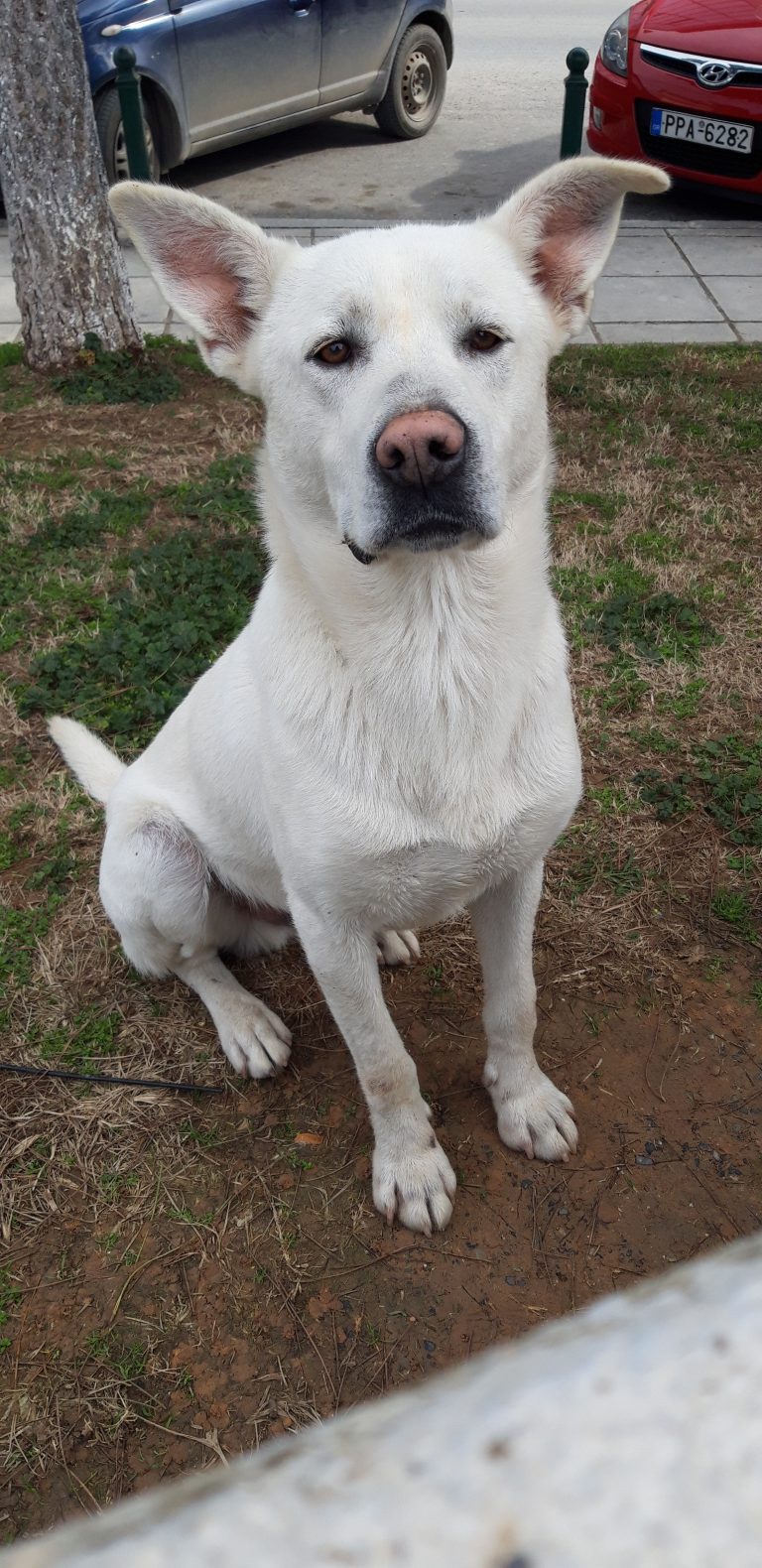 ¿Pueden los perros comer pan?