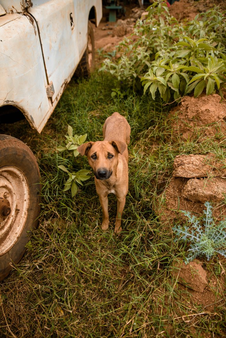 ¿Pueden los perros comer patata?