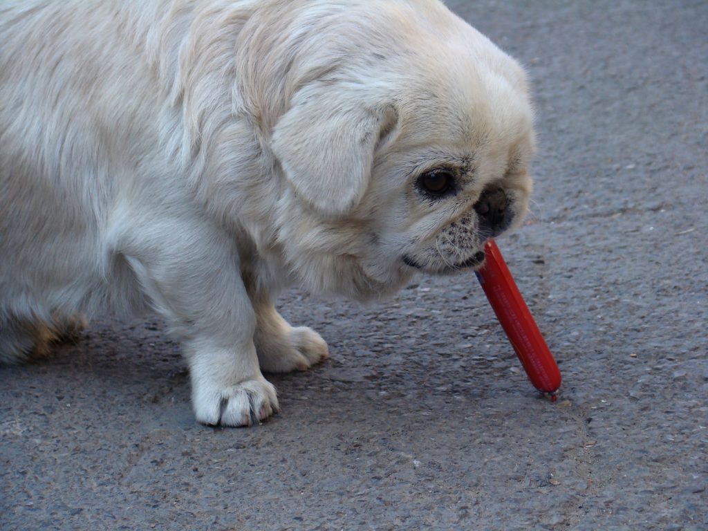 ¿Pueden los perros comer pescado?