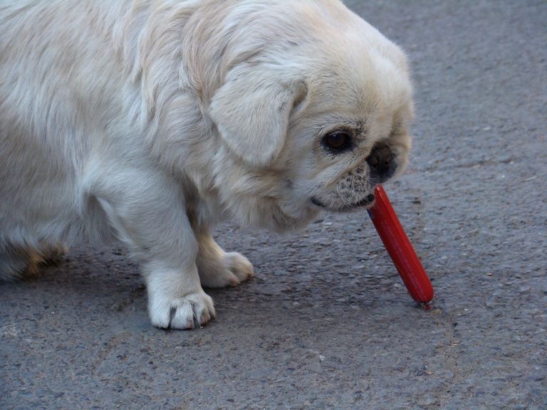 ¿Pueden los perros comer pescado?