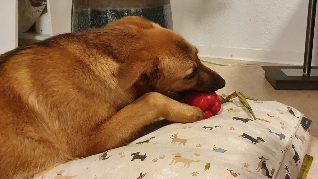 ¿Pueden los perros comer plátano?