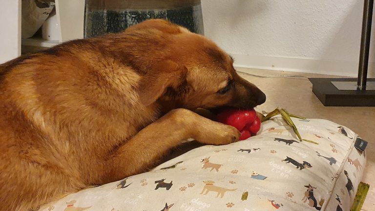 ¿Pueden los perros comer plátano?