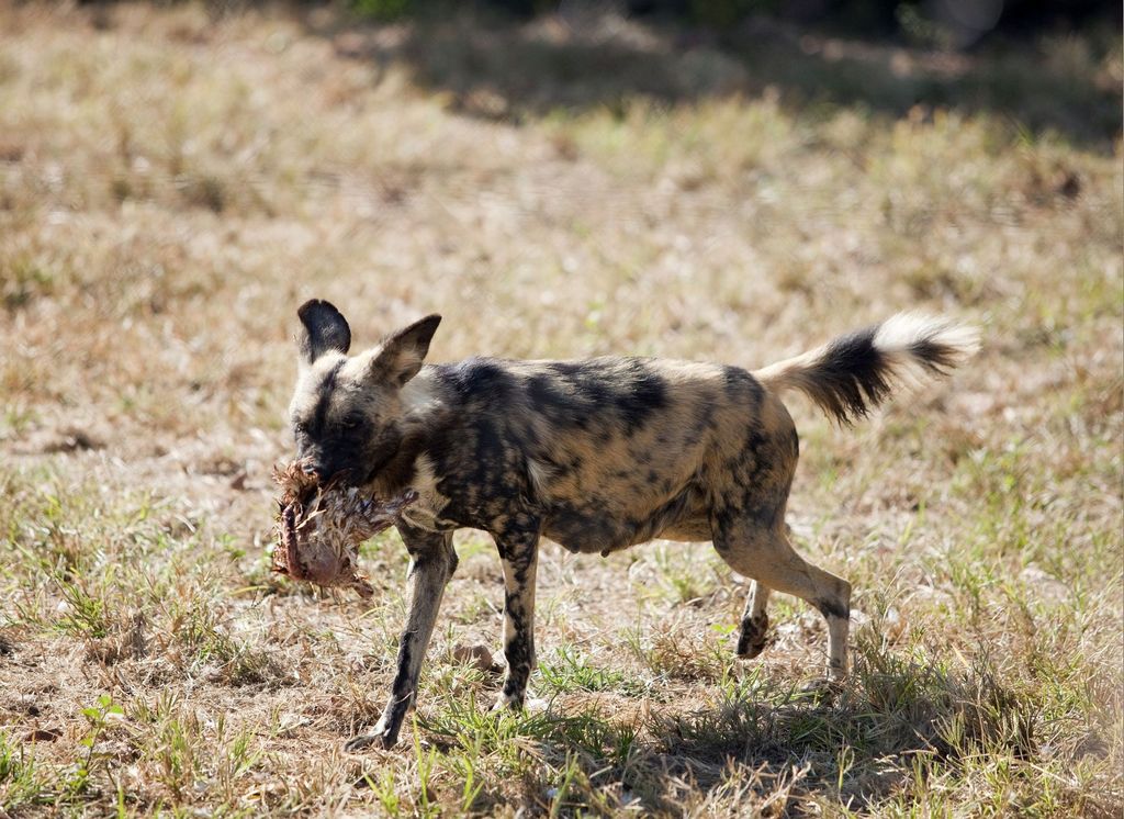 ¿Pueden los perros comer pollo? Crudo, cocido y huesos