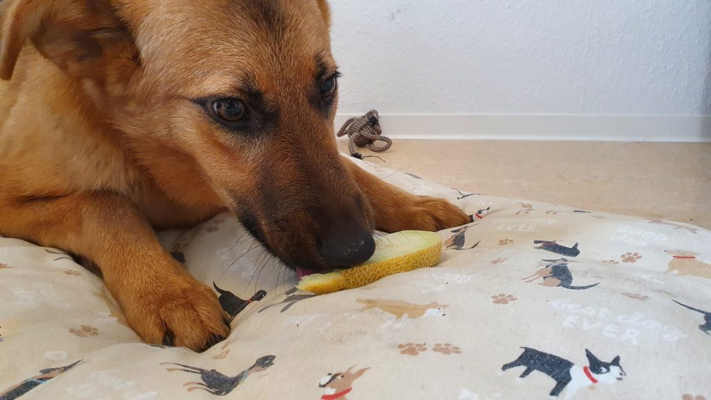 ¿Pueden los perros comer sandía?