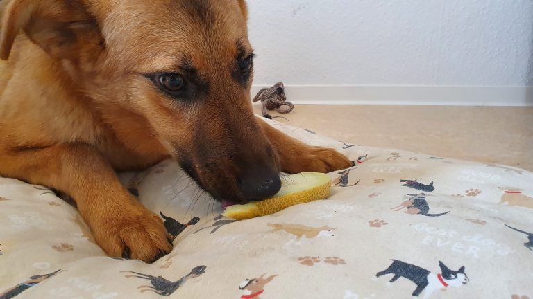 ¿Pueden los perros comer sandía?