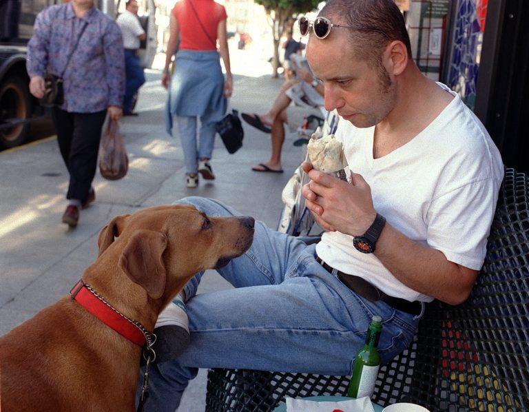 ¿Pueden los perros comer yogur?