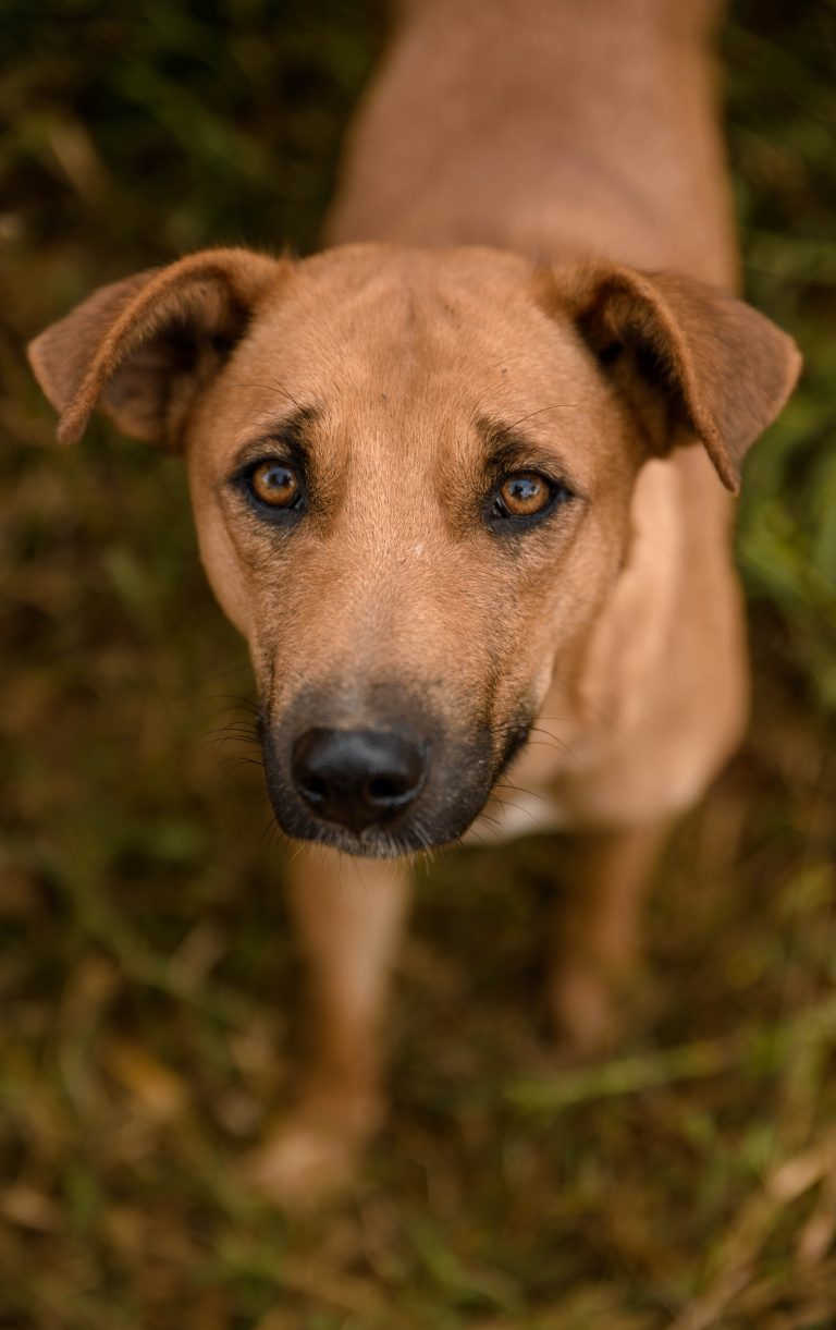 ¿Pueden los perros comer zanahoria?