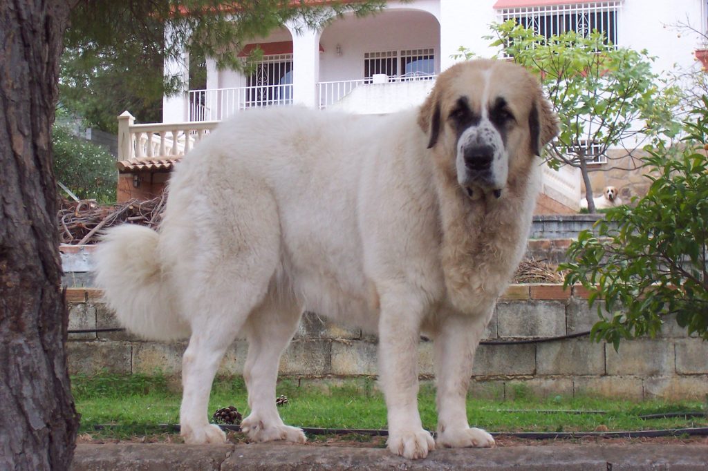 Der Pyrenäische Mastiff