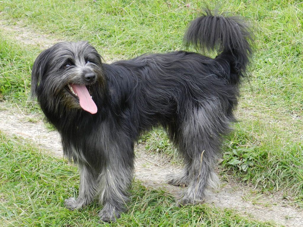 Pyrenäischer Schäferhund