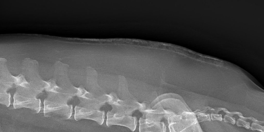 Radiografías y ecografías: cuándo pide cada una el veterinario